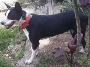 Cachorro raça SRD idade 2 anos nome Mimosa