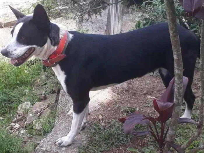 Cachorro ra a SRD idade 2 anos nome Mimosa