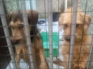 Cachorro raça SRD idade 7 a 11 meses nome Pepe e Nenen