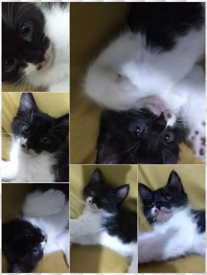 Gato ra a Vira lata idade Abaixo de 2 meses nome Não dei nome a eles
