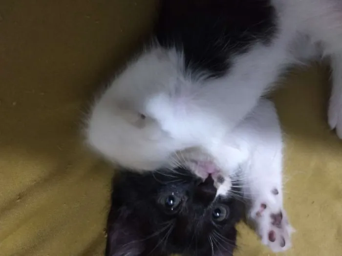 Gato ra a Vira lata idade Abaixo de 2 meses nome Não dei nome a eles