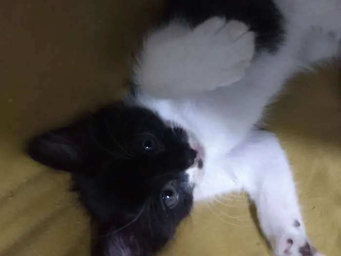 Gato ra a Vira lata idade Abaixo de 2 meses nome Não dei nome a eles