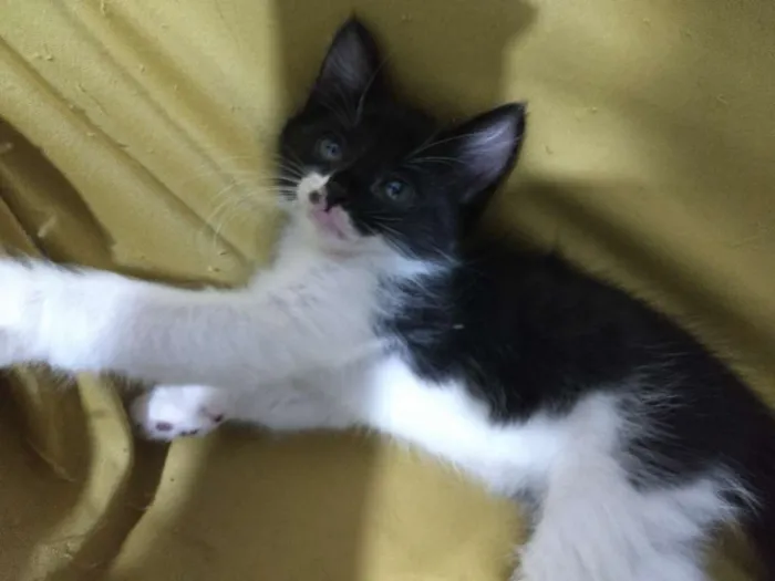 Gato ra a Vira lata idade Abaixo de 2 meses nome Não dei nome a eles