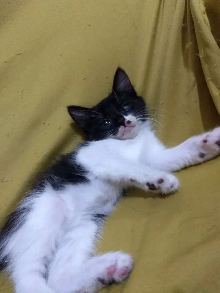 Gato ra a Vira lata idade Abaixo de 2 meses nome Não dei nome a eles