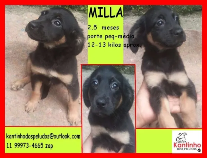 Cachorro ra a  idade 2 a 6 meses nome Milla Bebezinha