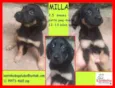 Milla Bebezinha