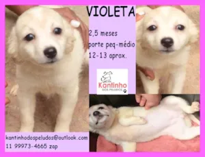 Cachorro raça  idade 2 a 6 meses nome Violeta Bebezinha