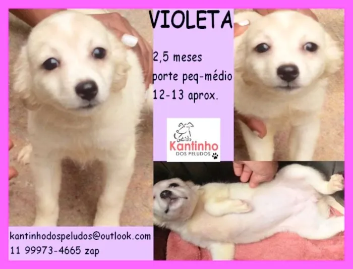 Cachorro ra a  idade 2 a 6 meses nome Violeta Bebezinha