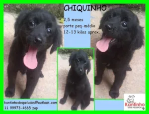 Cachorro raça  idade 2 a 6 meses nome Chiquinho Bebezinho