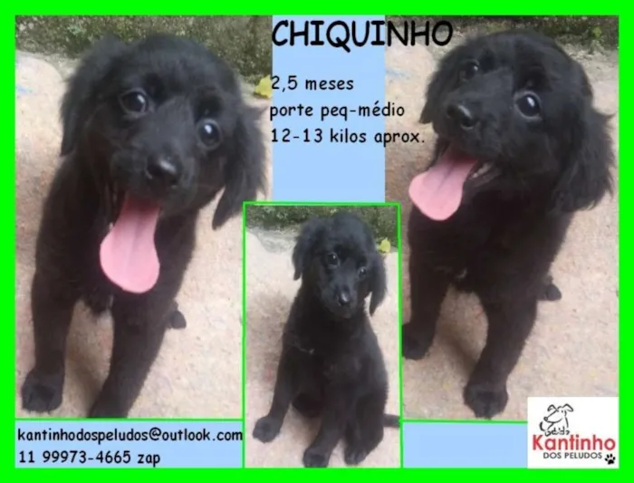 Cachorro ra a idade 2 a 6 meses nome Chiquinho Bebezinho