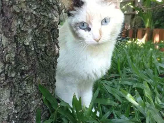 Gato ra a Não sei idade 2 anos nome Mitka