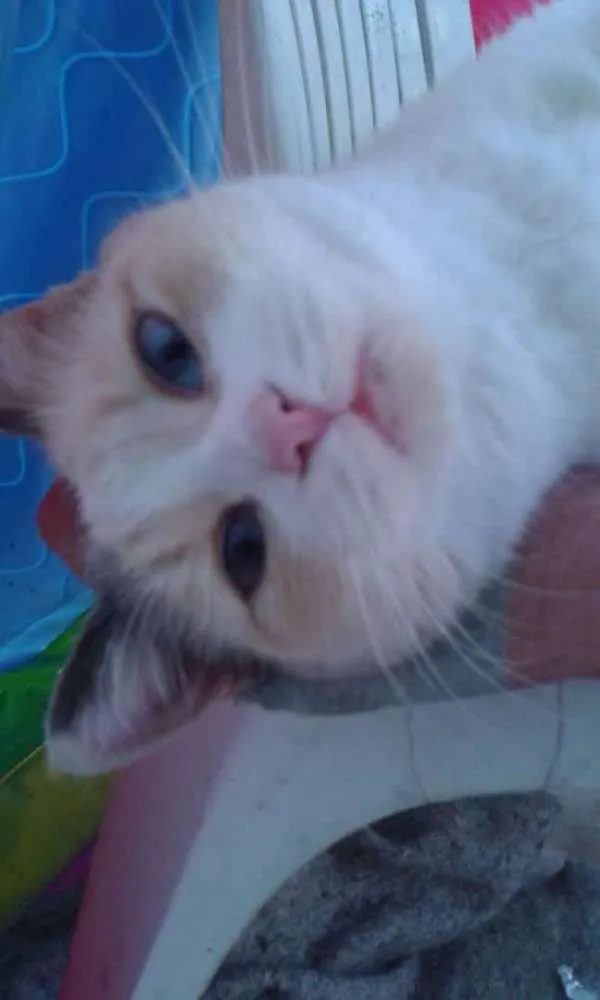 Gato ra a Não sei idade 2 anos nome Mitka