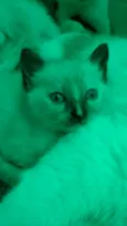 Mitka