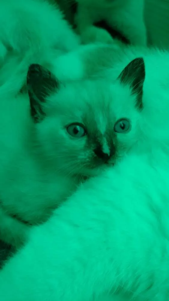Gato ra a Não sei idade 2 anos nome Mitka