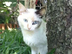 Gato raça Não sei idade 2 anos nome Mitka