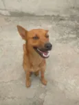 Raposa