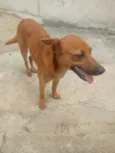 Raposa