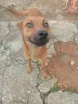 Raposa