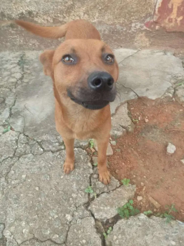 Cachorro ra a Vira lata idade 2 anos nome Raposa