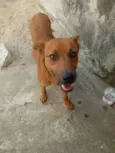Raposa