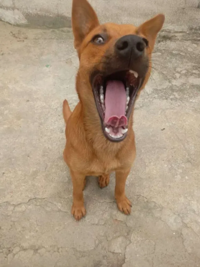Cachorro ra a Vira lata idade 2 anos nome Raposa