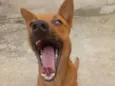 Raposa