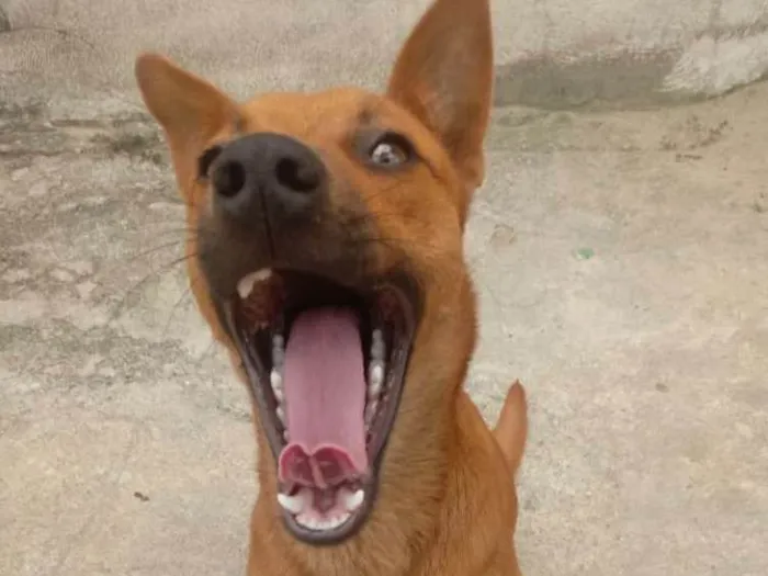 Cachorro ra a Vira lata idade 2 anos nome Raposa