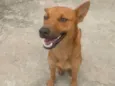 Raposa