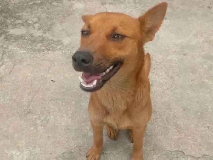 Cachorro ra a Vira lata idade 2 anos nome Raposa