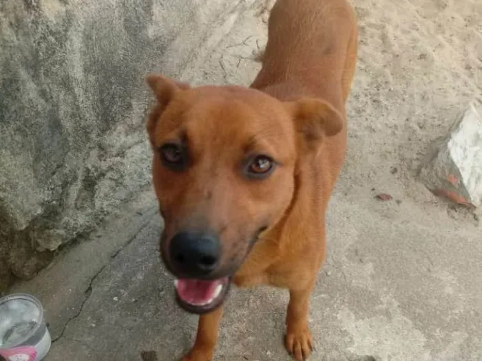 Cachorro ra a Vira lata idade 2 anos nome Raposa