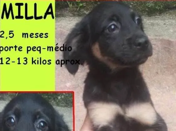 Cachorro ra a  idade 2 a 6 meses nome Milla Bebezinha