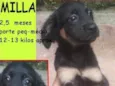 Milla Bebezinha