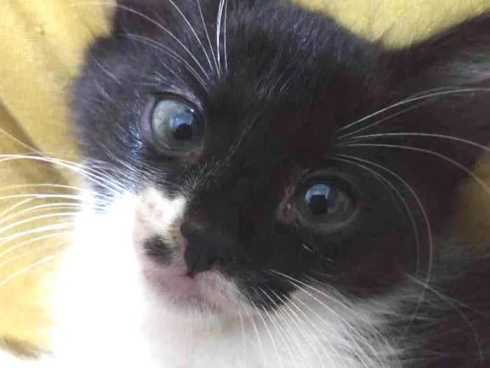 Gato ra a Vira lata idade Abaixo de 2 meses nome Não dei nome a eles