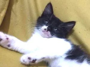 Gato raça Vira lata idade Abaixo de 2 meses nome Não dei nome a eles