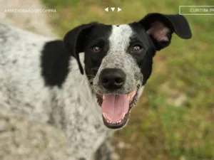 Cachorro raça SRD idade 4 anos nome Negresco