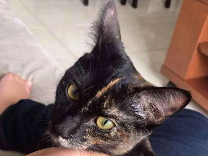 Gato ra a Sem raça idade 2 a 6 meses nome Nina