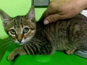 Gato raça SRD idade 2 a 6 meses nome Princesa