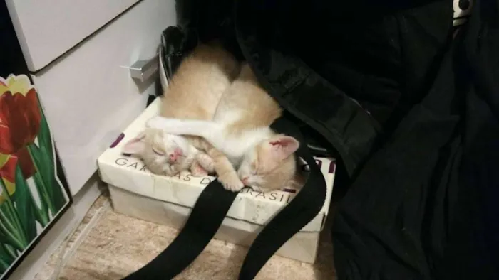 Gato ra a SRD idade Abaixo de 2 meses nome Filhotes fofos