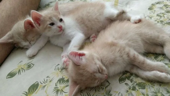 Gato ra a SRD idade Abaixo de 2 meses nome Filhotes fofos