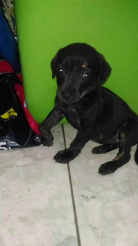 Cachorro raça Vira lata idade 2 a 6 meses nome Nao tem