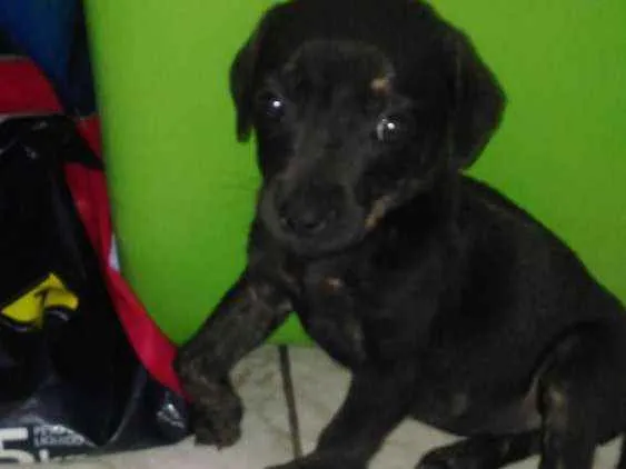 Cachorro raça Vira lata idade 2 a 6 meses nome Nao tem