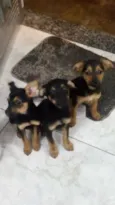 Mel,pipoca e princes
