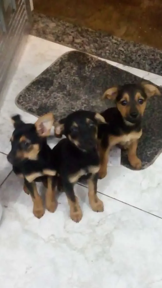 Cachorro raça Vira lata idade 2 a 6 meses nome Mel,pipoca e princes