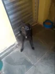 Veludo