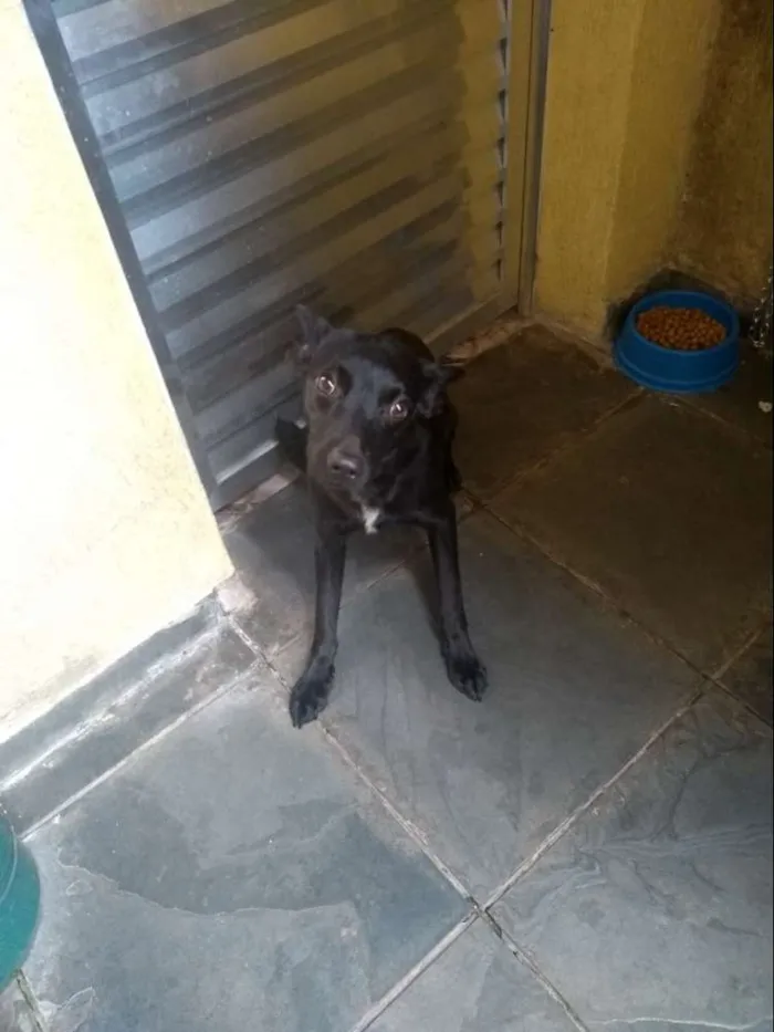 Cachorro raça Sem raça idade 1 ano nome Veludo