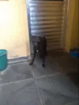Veludo