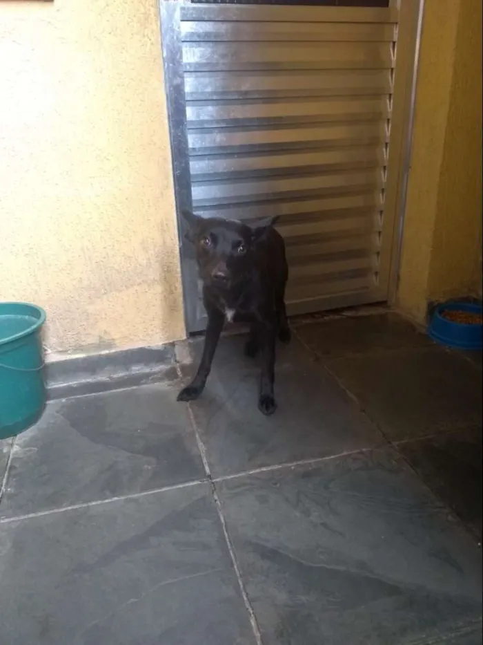 Cachorro raça Sem raça idade 1 ano nome Veludo