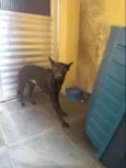 Veludo
