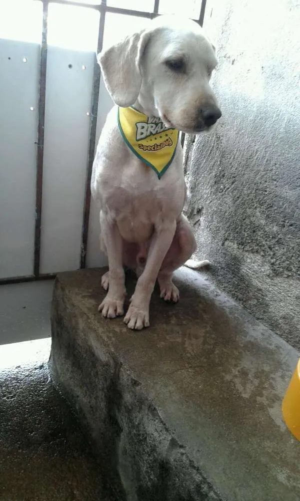 Cachorro raça Sem raça idade 2 anos nome Max 