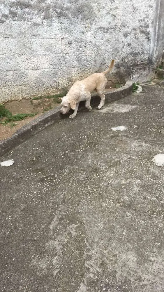 Cachorro raça Sem raça idade 2 anos nome Max 